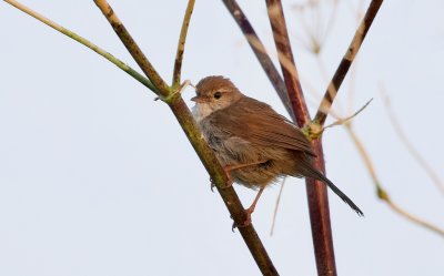 Cetti's Zanger (Cetti's Warbler)