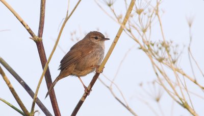 Cetti's Zanger (Cetti's Warbler)