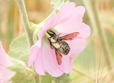 Onbekende Bijensoort  - Unidentified Bee sp.