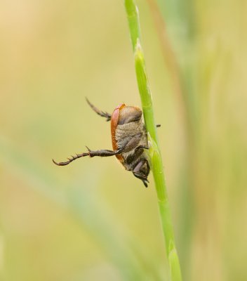 Onbekende Kever - Unidentified Beetle