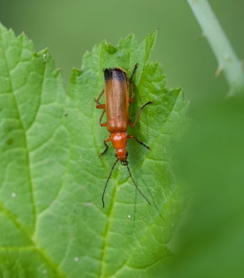 Kleine Rode Weekschildkever (Rhagonycha fulva) - Common Red Soldier Beetle