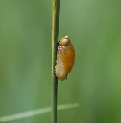 Barnsteenslak (Succinea putris)