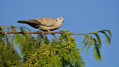 Turkse Tortel (Collared Dove)