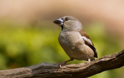 Appelvink (Hawfinch)