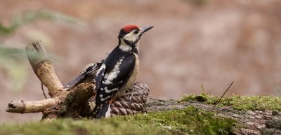 Grote Bonte Specht (Great Spotted Woodpecker)