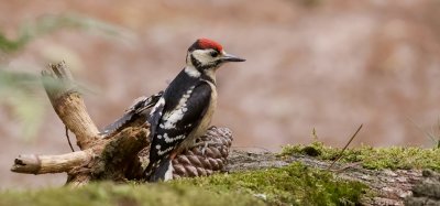 Grote Bonte Specht (Great Spotted Woodpecker)