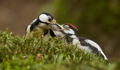 Grote Bonte Specht (Great Spotted Woodpecker)