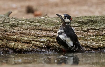 Grote Bonte Specht (Great Spotted Woodpecker)