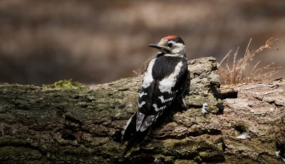 Grote Bonte Specht (Great Spotted Woodpecker)
