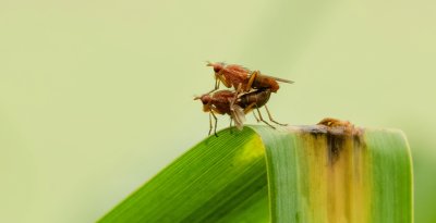 Slakkendodende Vliegen (Sciomyzydae) - Snail-killing Flies