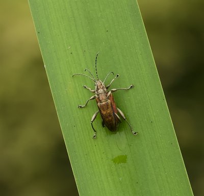 Rietkever (Donacia sp.)