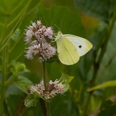 Klein Koolwitje (Pieris rapae) - Small White