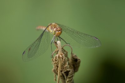 Bruinrode heidelibel (Sympetrum striolatum) - Common darter