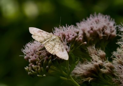 Parelmoermot (Pleuroptya ruralis) - Mother of pearl moth