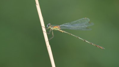 Houtpantserjuffer (Chalcolestes viridis) - Willow emerald damselfly