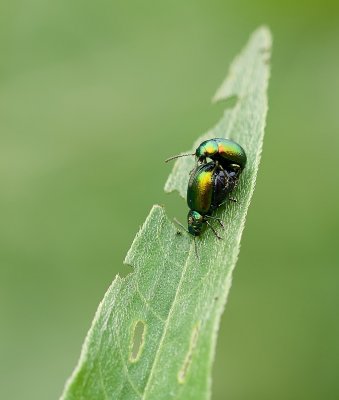 Groene Zuringhaantjes (Gastrophysa viridula) - Green Dock Beetles
