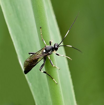 Gewone Sluipwesp (Ichneumonidae  sp.)
