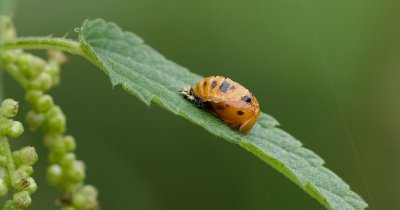 Zevenstippelig Lieveheersbeestje (Coccinella septempunctata) - Seven-spot Ladybird
