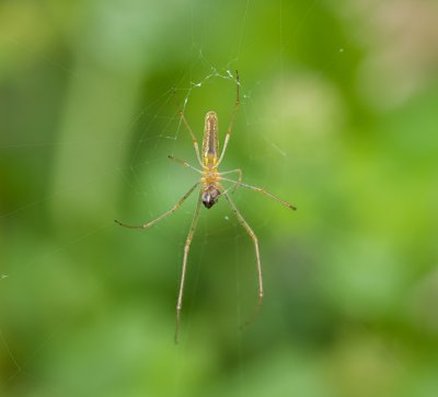 Strekspin sp. (Tetragnathidae sp.) - Long-jawed Spider sp.