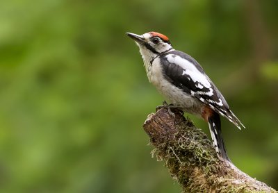 Grote Bonte Specht (Great Spotted Woodpecker)
