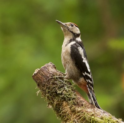 Grote Bonte Specht (Great Spotted Woodpecker)