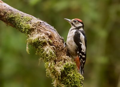 Grote Bonte Specht (Great Spotted Woodpecker)