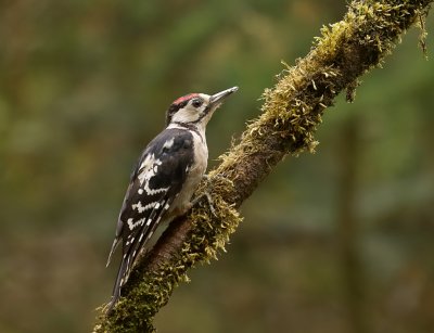 Grote Bonte Specht (Great Spotted Woodpecker)