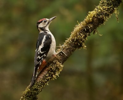 Grote Bonte Specht (Great Spotted Woodpecker)