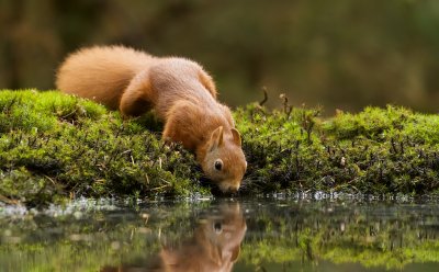 Eekhoorn (Red Squirrel)