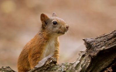 Eekhoorn (Red Squirrel)