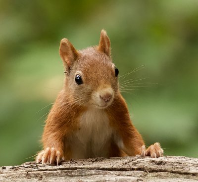 Eekhoorn (Red Squirrel)