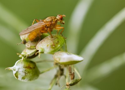 Strontvlieg (Scathophaga stercoraria) - Yellow Dung Fly