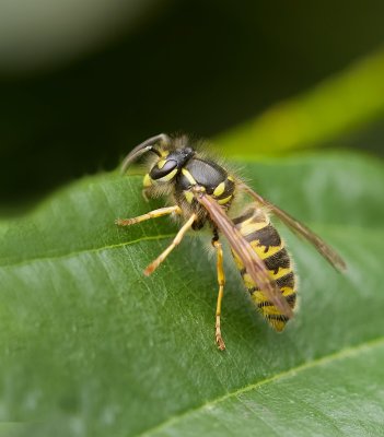 Gewone Wesp (Vespula vulgaris) - Common Wasp