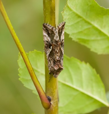 Gamma-uil (Autographa gamma) - Silver Y