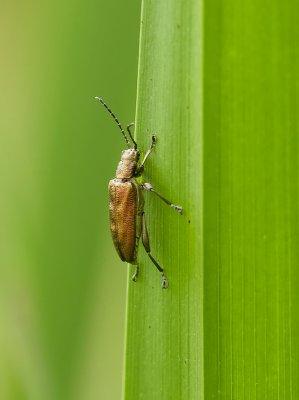 Rietkever (Donacia sp.)