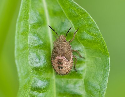 Bessenwants (Dolycoris baccarum) - Sloe Bug