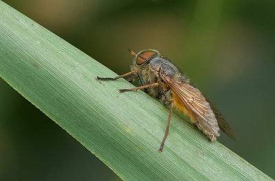 Daas (Tabanidae sp.) - Horse Fly