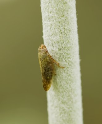 Groene Rietcicade (Cicadella viridis) - Green Leafhopper