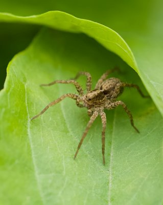 Wolfspin sp. (Pardosa sp.)