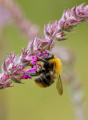 Akkerhommel (Bombus pascuorum) - Common Carder Bee