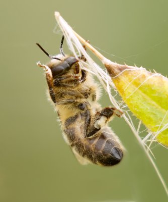 Honingbij (Apis mellifera) - European honey bee