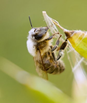 Honingbij (Apis mellifera) - European honey bee