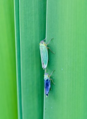 Groene Rietcicade (Cicadella viridis) - Green Leafhopper