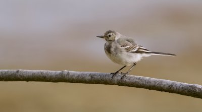 Witte Kwikstaart (White Wagtail)