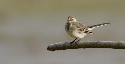 Witte Kwikstaart (White Wagtail)