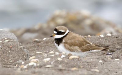 Bontbekplevier (Common Ringed Plover)