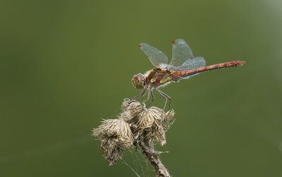 Bruinrode heidelibel (Sympetrum striolatum) - Common darter