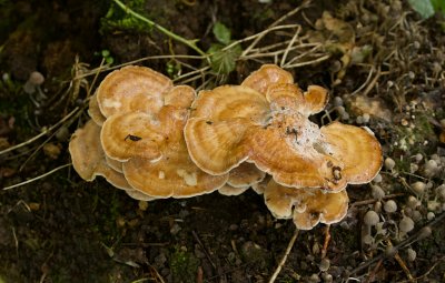 Reuzenzwam (Meripilus giganteus)