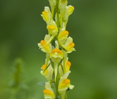 Vlasbekje (Linaria vulgaris)