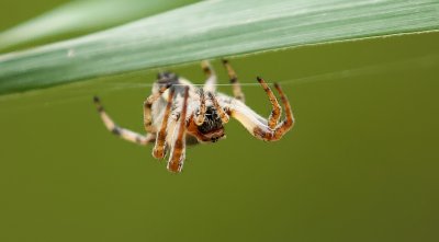 Rietkruisspin (Larinioides cornutus) - Furrow Spider